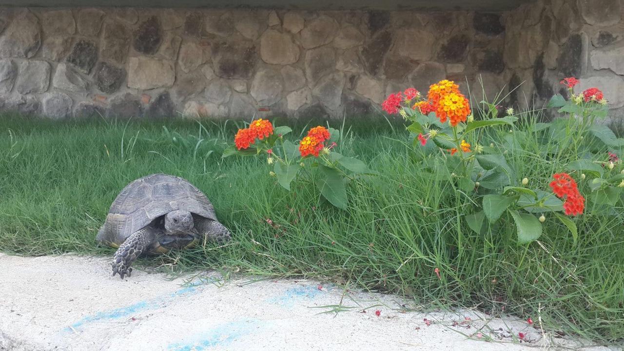 Hotel Gala Selimiye Selimiye  Esterno foto